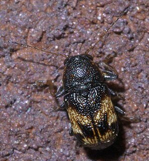 <i>Pachybrachis subfasciatus</i> Species of beetle