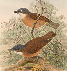 Pachycephala hyperythra - Burung New Guinea (dipotong).jpg