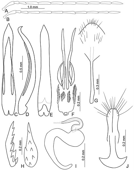 File:Paleosepharia nantouensis (10.3897-zookeys.744.22970) Figure 6.jpg