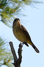 Thumbnail for File:Palm Warbler (Setophaga palmarum) - Killarney, Ontario 02.jpg