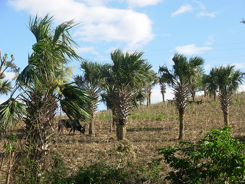 File:Palmeras tipicas del lugar - panoramio.jpg