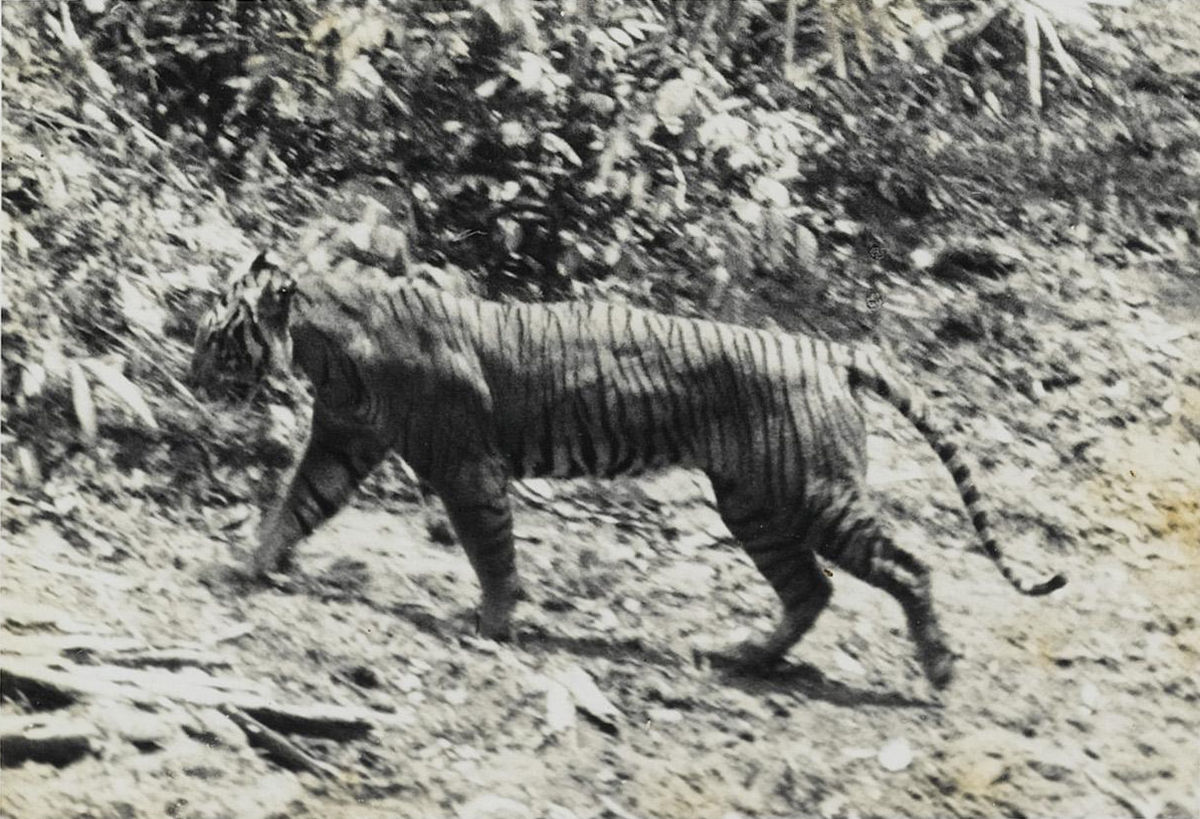 A photo of a Javan tiger taken in 1938 at Ujung Kulon