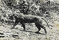 Javos tigras parko miškuose 1938 m.