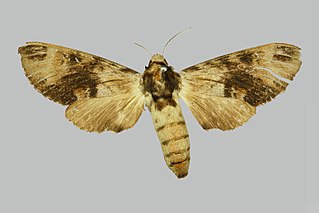 Pantophaea jordani