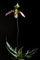 Paphiopedilum appletonianum