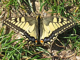 Papilio machaon 01 (HS).jpg