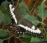 Papilio ophidicephalus dans son milieu naturel.