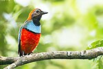 Thumbnail for Papuan pitta