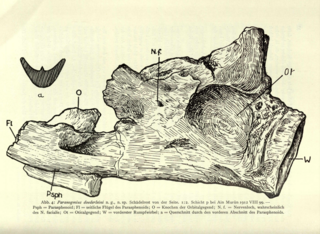 <i>Paranogmius</i> Extinct genus of fishes