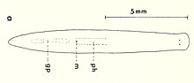 Paraplanaria dactyligera musculosa.jpg