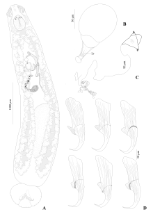 Parasite160108-fig2 - Triloculotrema euzeti (Monogenea, Monocotylidae) - drawings.png