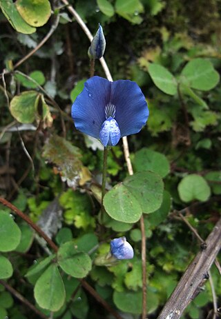 <i>Parochetus</i> Genus of legumes