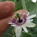 Flower close-up