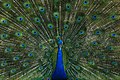Image 44The blue peafowl (Pavo cristatus), a large and brightly coloured bird, is a species of peafowl native to the Indian subcontinent, but introduced in many other parts of the world. The photo shows a peacock displaying its train at Bangabandhu Sheikh Mujib Safari Park. Photo Credit: Azim Khan Ronnie