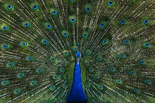 Male peacock displaying at Bangabandhu Sheikh Mujib Safari Park. Photograph: Azim Khan Ronnie