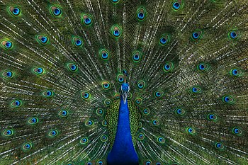 Male peacock displaying at Bangabandhu Sheikh Mujib Safari Park. Photograph: Azim Khan Ronnie Licensing: CC-BY-SA-4.0