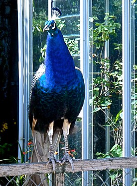 Resident peacock at Alby Crafts, Norfolk