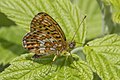 * Nomination Pearl-bordered fritillary (Boloria euphrosyne) --Charlesjsharp 09:45, 22 March 2024 (UTC) * Promotion Good quality. --The Cosmonaut 17:57, 22 March 2024 (UTC)