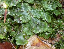 Pellie épiphylle, une des hépatiques les plus communes[2].