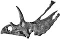 Pentaceratops