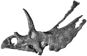 Fóssil holótipo do Pentaceratops, AMNH6325