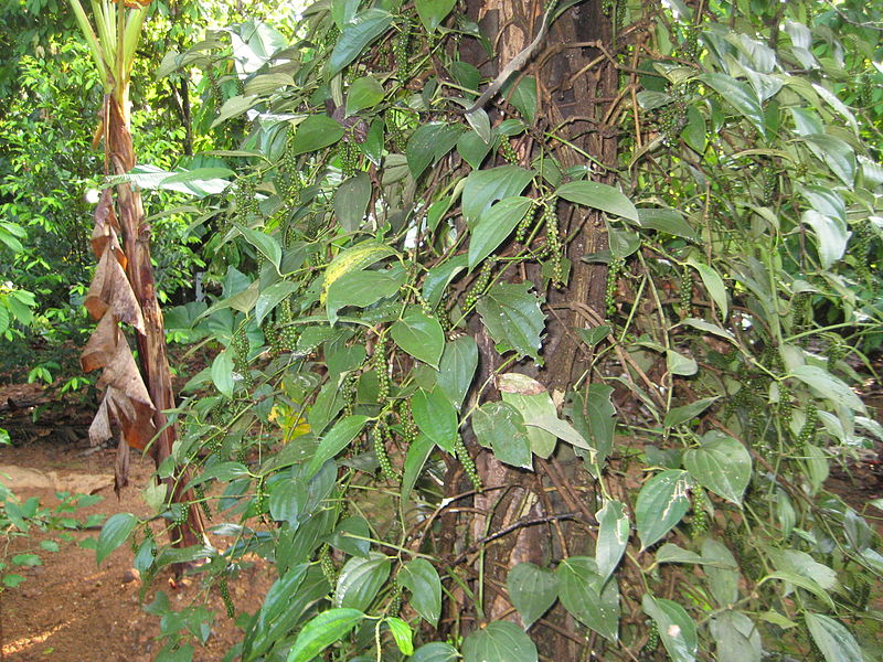 File:Pepper, കുരുമുളക്.JPG