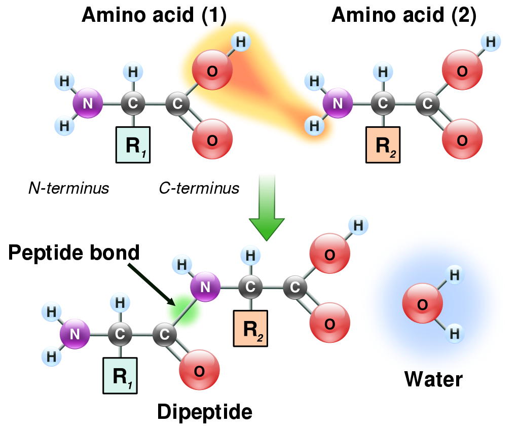 Two amino acids are shown next to each other. One loses a
        hydrogen and oxygen from its carboxyl group (COOH) and the other
        loses a hydrogen from its amino group (NH2). This reaction
        produces a molecule of water (H2O) and two amino acids joined by
        a peptide bond (-CO-NH-). The two joined amino acids are called
        a dipeptide.