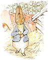 Илюстрация към детската книжка „The Tale of Peter Rabbit“ (1902)