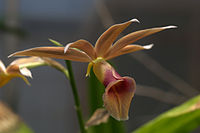 Phaius wallichii