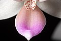 Phalaenopsis equestris Labellum