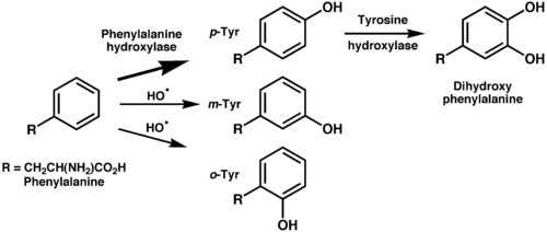 tyrosine amino acid structure