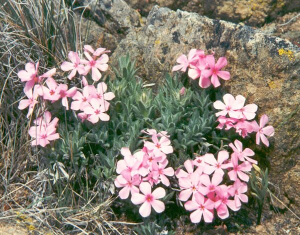 The Yreka Phlox (Phlox hirsuta) is the city's official flower.