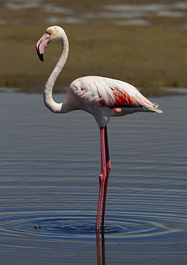 Flamingo - Wikipedia