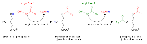 Αποτέλεσμα εικόνας για synthesis of triglycerides from phosphatidic acid and fatty acidCoA