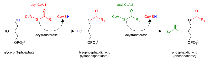 File:Phosphatidic acid synthesis en.svg