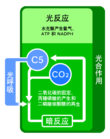 光呼吸与光合作用。