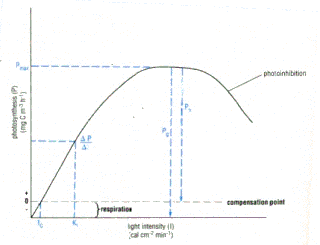 <span class="mw-page-title-main">PI curve</span>