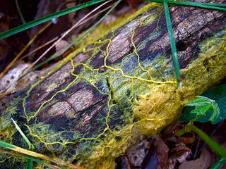 <i>Physarum polycephalum</i> Species of slime mold, model organism