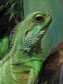 Physignathus cocincinus chinese green water dragon toronto zoo jan 08 2.jpg
