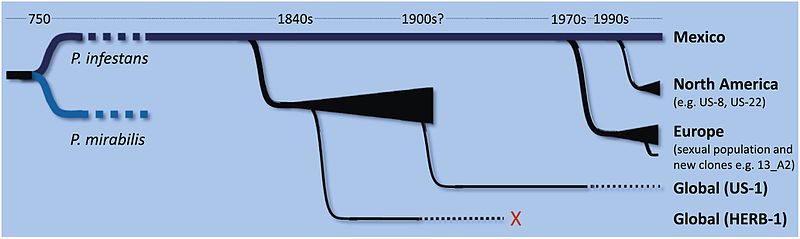 File:Phytophthora infestans migration and diversification.jpg