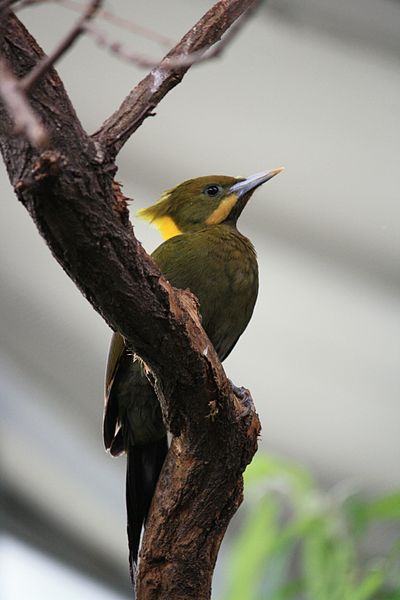 File:Picus flavinucha 585.jpg