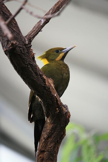 Picus flavinucha 585.jpg