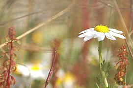 PikiWiki Israel 3679 Chamomile.JPG