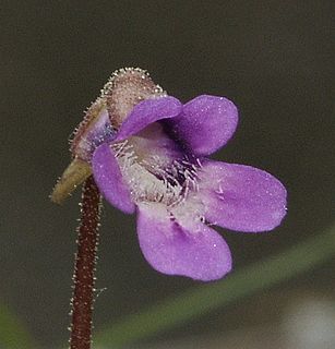 <i>Pinguicula vulgaris</i> Species of flowering plant in the bladderwort family Lentibulariaceae