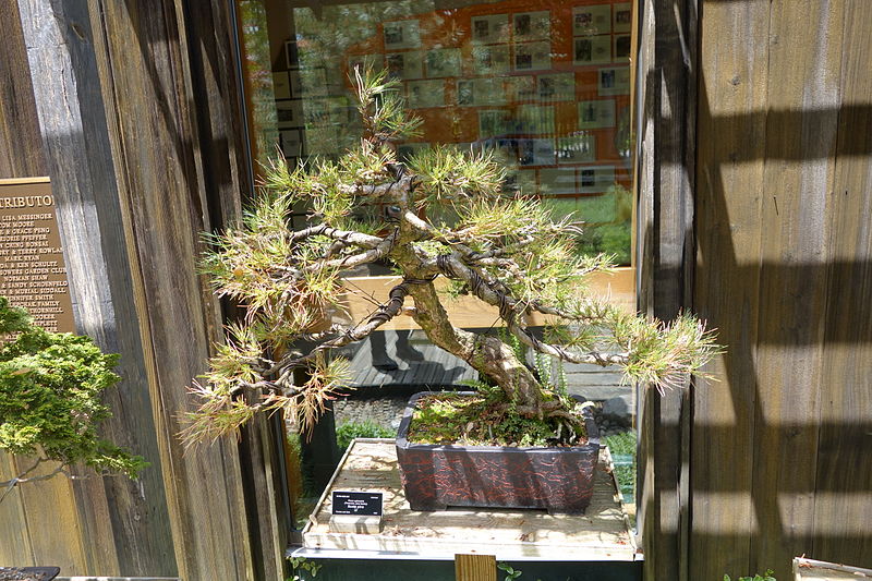 File:Pinus sylvestris bonsai - Dawes Arboretum - DSC02977.JPG