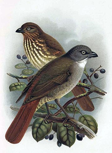 Piopio (bird)