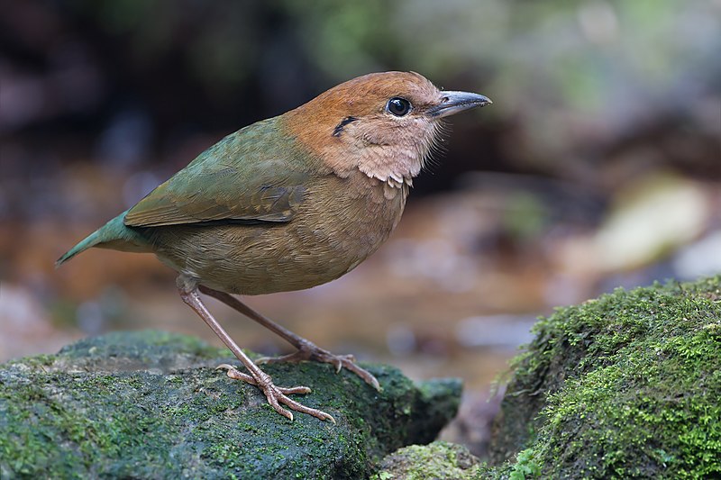 File:Pitta oatesi male - Mae Wong.jpg