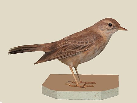 Plain-backed Pipit specimen RWD.jpg