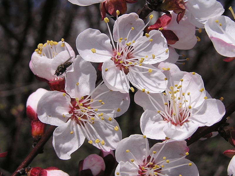 File:Plants in Donetsk 20.JPG