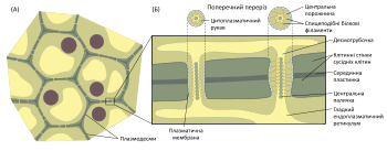 Плазмодесми. (А) Схематичне зображення рослинних клітин, сполучених за допомогою плазмодесм, що пронизують клітинні стінки. (Б) Поперечний та повздовжній переріз через плазмодесми двох форм